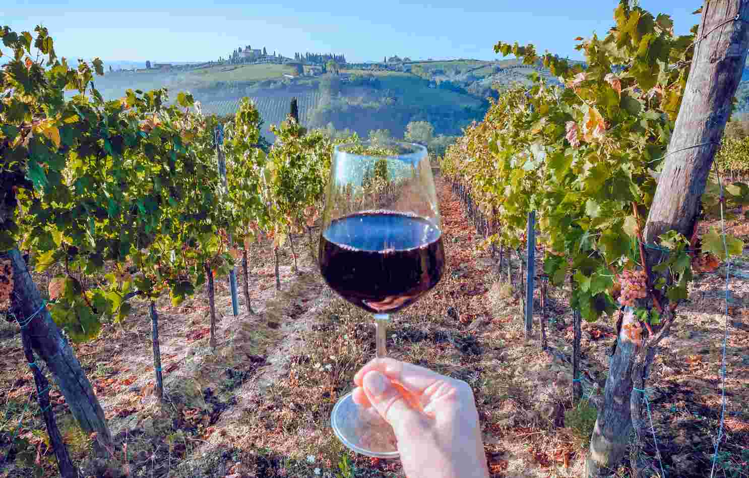 Wine tasting in vineyard